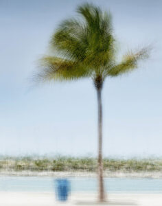 Palm Tree Palma