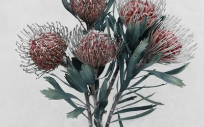 VEE SPEERS – Solo Exhibition